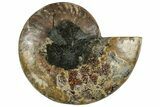 Cut & Polished Ammonite Fossil (Half) - Madagascar #317929-1